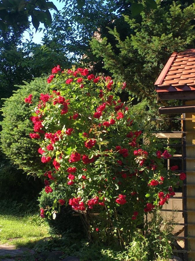 Willa Schmetterling Villa Duszniki Zdrój Exteriör bild